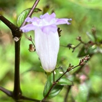 Strobilanthes helicoides T.Anderson